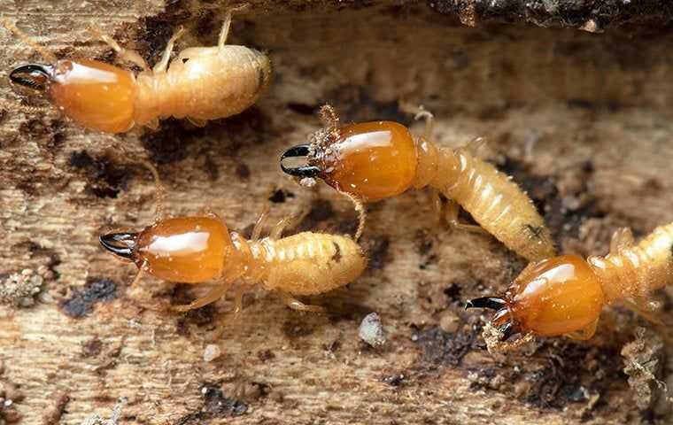 four termites crawling on chewed wood